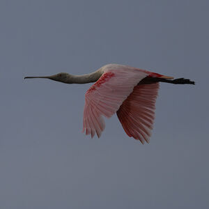Roseate Spoonbill