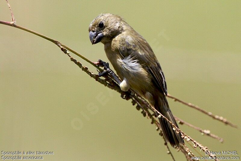 Wing-barred Seedeater female adult, identification