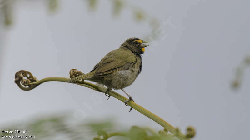 Yellow-faced Grassquit male adult, song