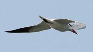 Caspian Tern 
&copy; Herv� Michel