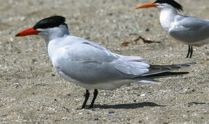 Caspian Tern 
&copy; Herv� Michel