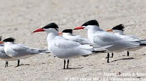 Caspian Tern 
&copy; Herv� Michel