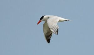 Caspian Tern
