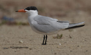 Caspian Tern
