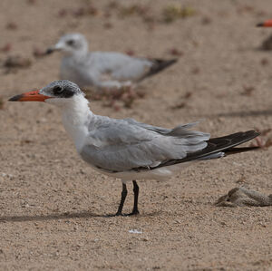 Caspian Tern
