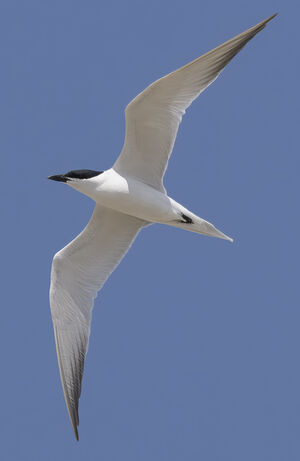 Gull-billed Tern