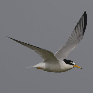Little Tern
