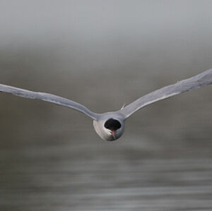 Common Tern