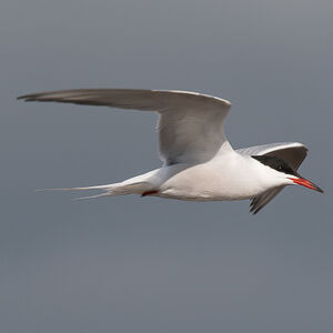 Common Tern