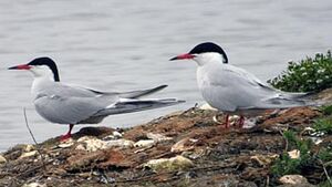 Common Tern