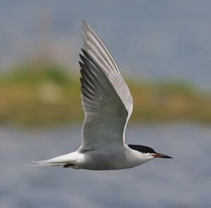 Common Tern