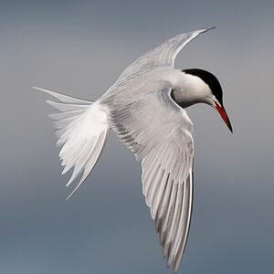 Common Tern