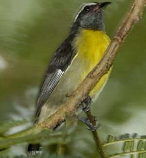Sucrier � ventre jaune