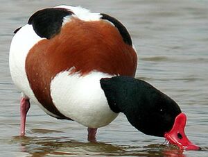Common Shelduck