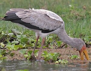 Tantale ibis