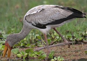 Tantale ibis