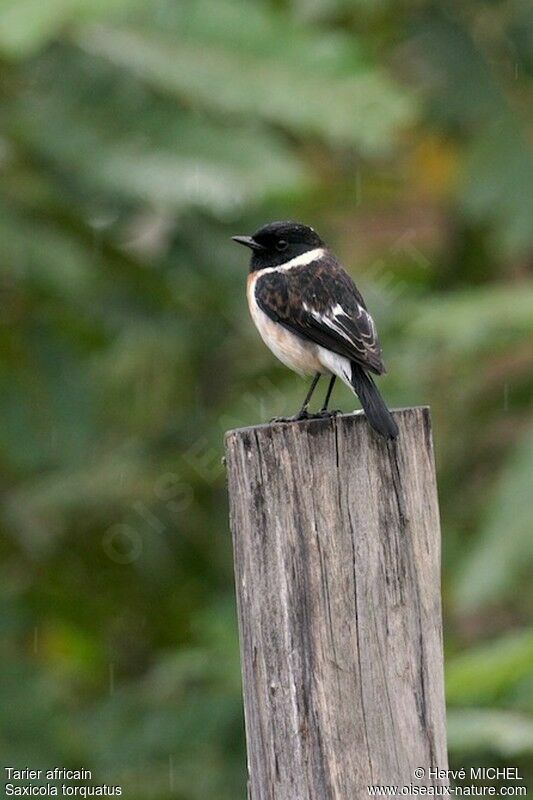 African Stonechat male adult post breeding, identification