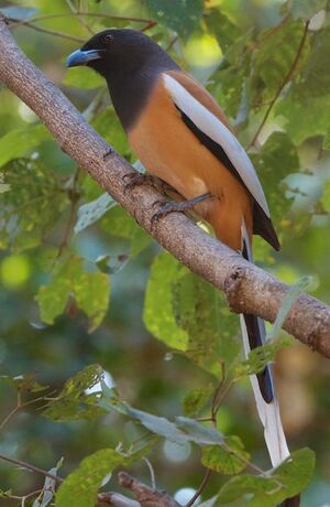 Rufous Treepie