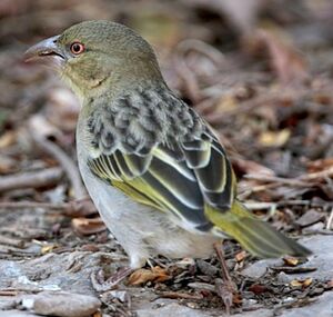 Tisserin de Rüppell