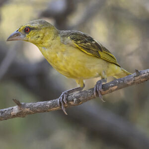 Village Weaver