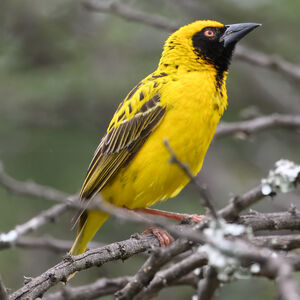 Village Weaver