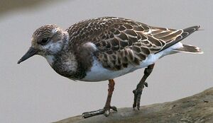 Ruddy Turnstone 
&copy; Herv� Michel