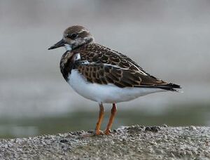 Ruddy Turnstone 
&copy; Herv� Michel