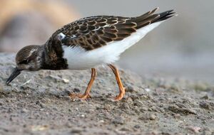 Ruddy Turnstone