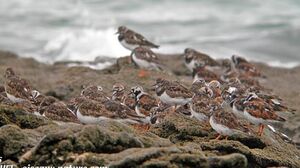 Ruddy Turnstone