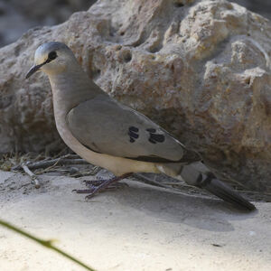 Black-billed Wood Dove