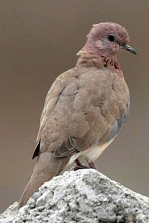 Laughing Dove