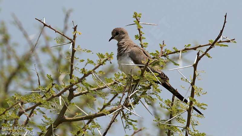 Namaqua Dove female adult, habitat