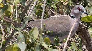 Mourning Collared Dove