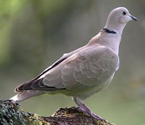 Eurasian Collared Dove