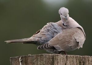 Eurasian Collared Dove