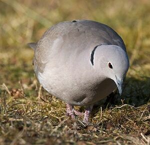 Eurasian Collared Dove