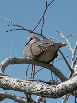 Vinaceous Dove