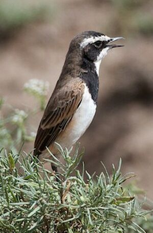 Capped Wheatear