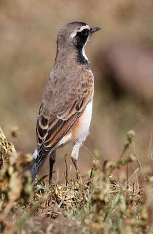 Capped Wheatear