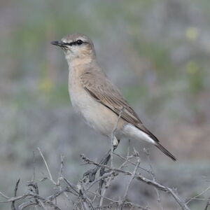Isabelline Wheatear