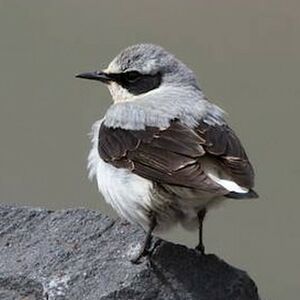Northern Wheatear 
&copy; Herv� Michel