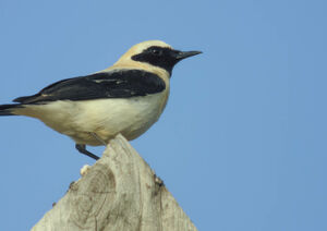 Black-eared Wheatear