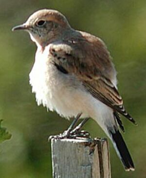 Black-eared Wheatear