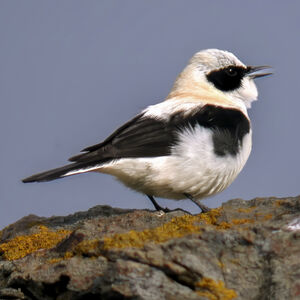 Black-eared Wheatear