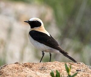 Black-eared Wheatear