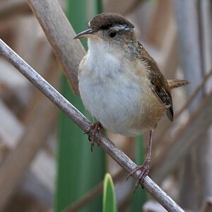 Marsh Wren