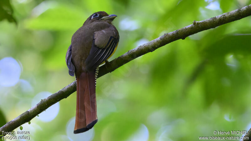 Amazonian Black-throated Trogon female adult