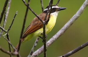 Great Kiskadee