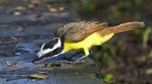 Great Kiskadee