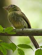 Western Olivaceous Flatbill